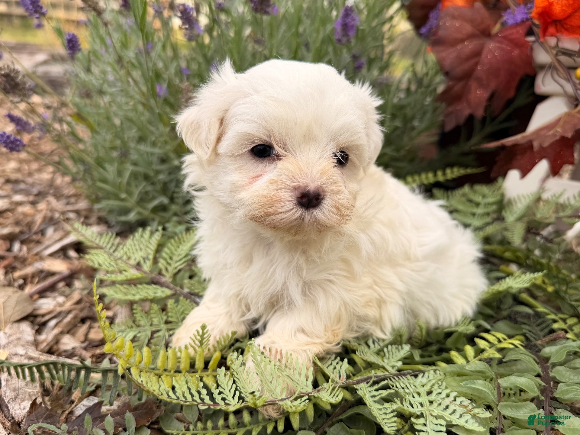 Maltese dogs for sale:  Tilly - Ad 2