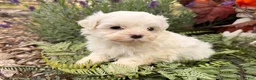 Maltese dogs for sale:  Tilly - Ad 2