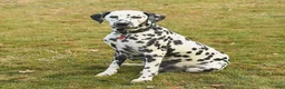 Dalmatian dogs for sale: Joy - Ad 4