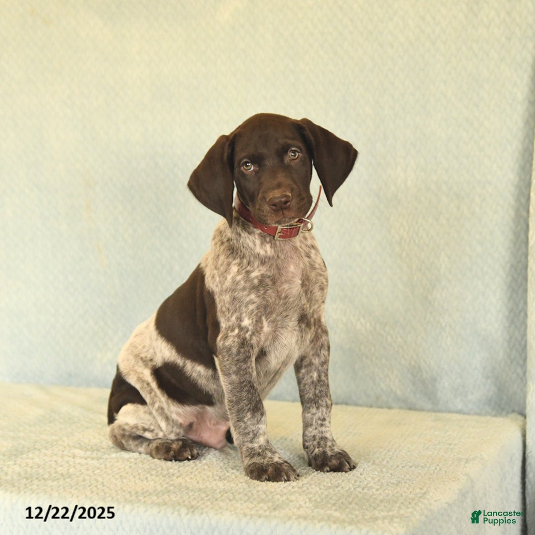 German Shorthaired Pointer dogs for sale: Trooper - Ad 3