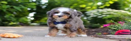 Mini Bernedoodle dogs for sale: Bentley - Ad 5