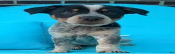 Mixed Breed dogs for sale: Dixie - Ad 2