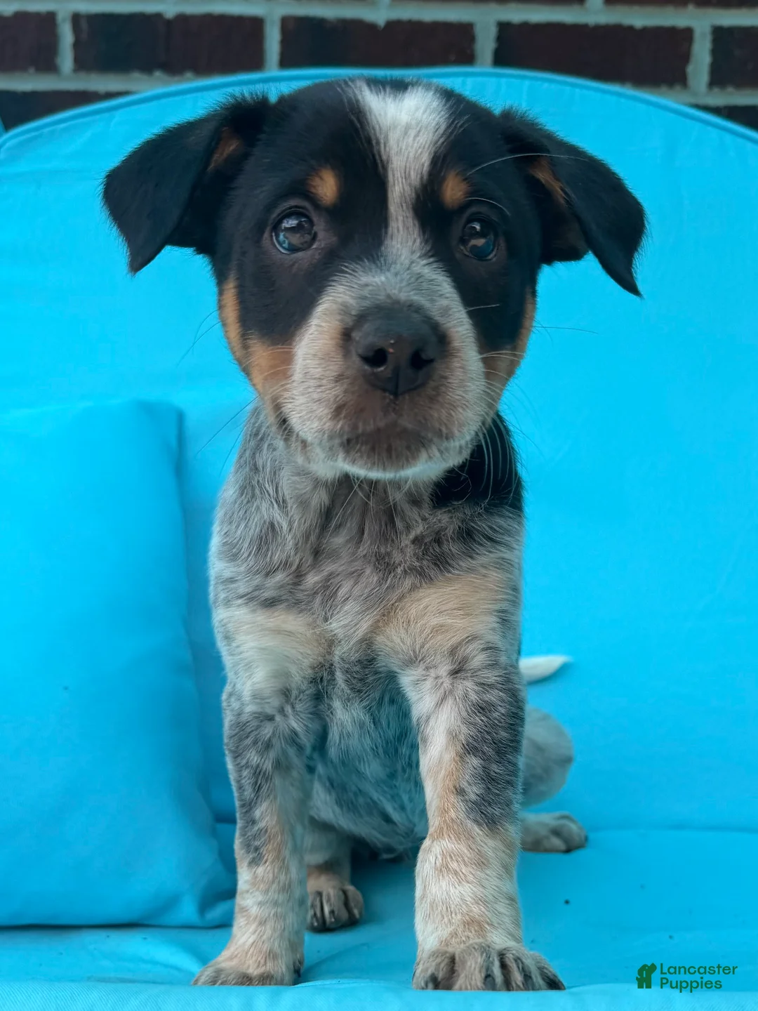 Mixed Breed dogs for sale: Dixie - Ad 2