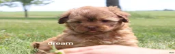 Shihpoo dogs for sale: Sage - Ad 6