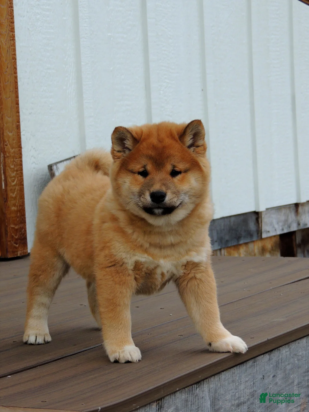 Shiba Inu dogs for sale: DAKOTA - Ad 6
