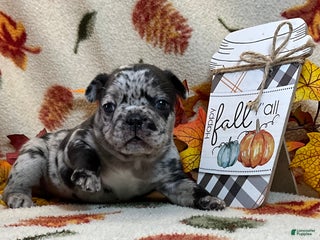 French Bulldog dogs - Ad 34