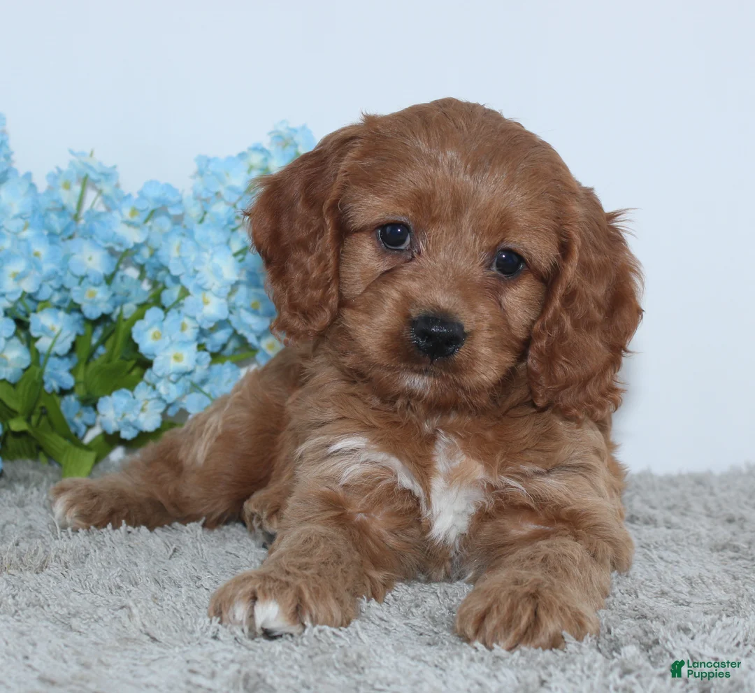 Cockapoo dogs for sale: Kameron - Ad 1