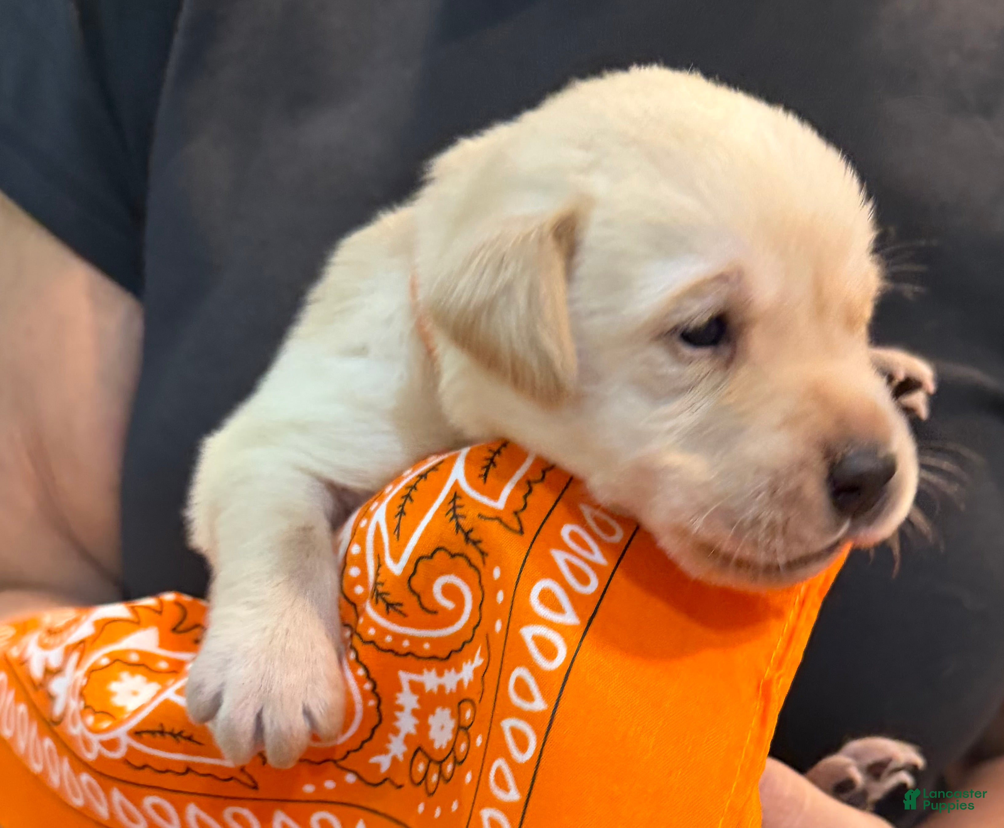 Labrador Retriever dogs Orange - Ad 1