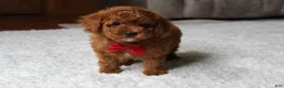 Toy Poodle dogs for sale: Maxwell - Ad 7