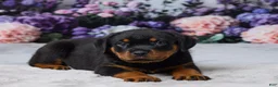 Rottweiler dogs for sale: Willow - Ad 4