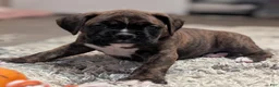 Boxer dogs for sale: Bronco - Ad 3
