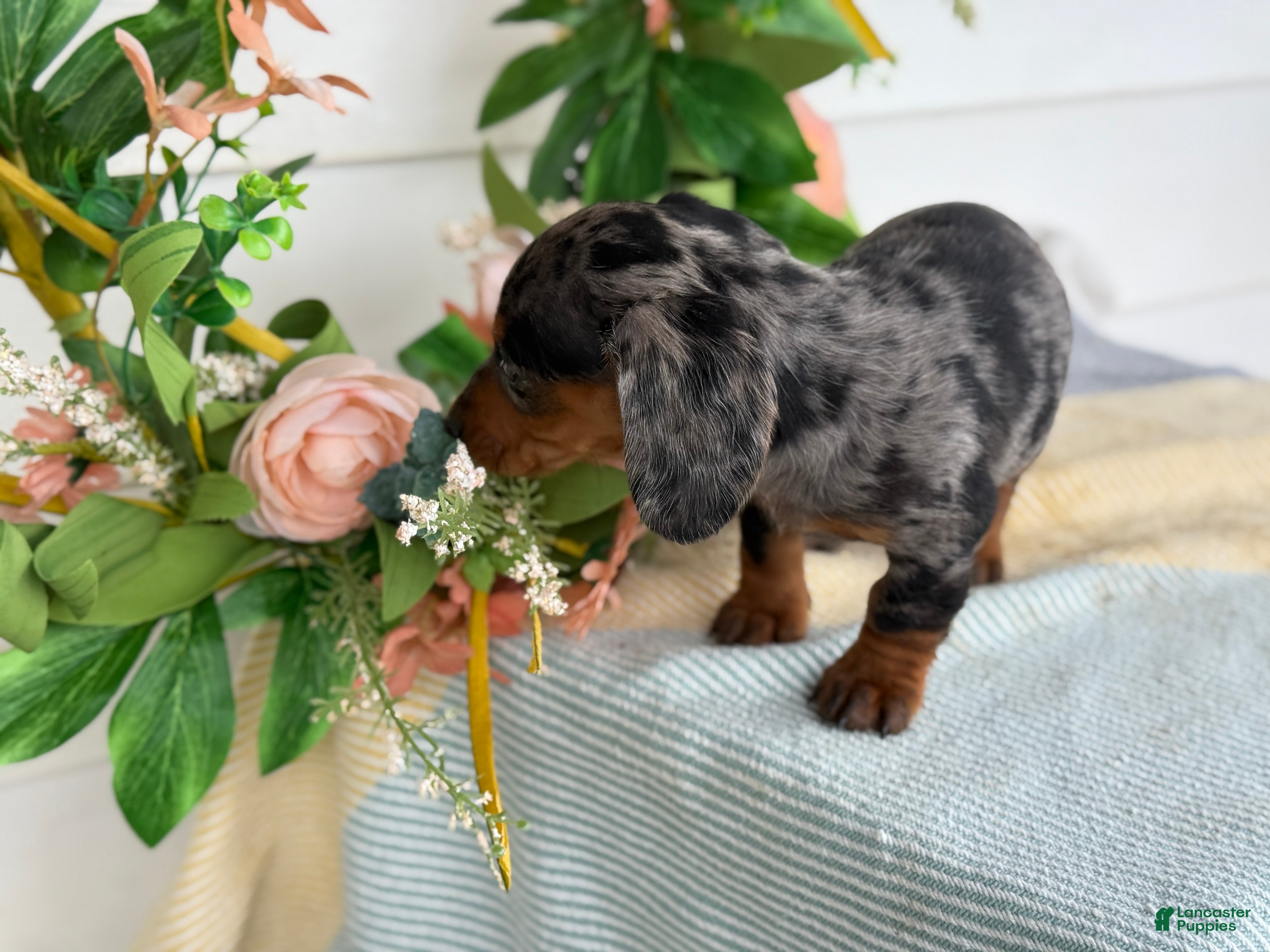 Miniature Dachshund dogs Jubilee - Ad 2