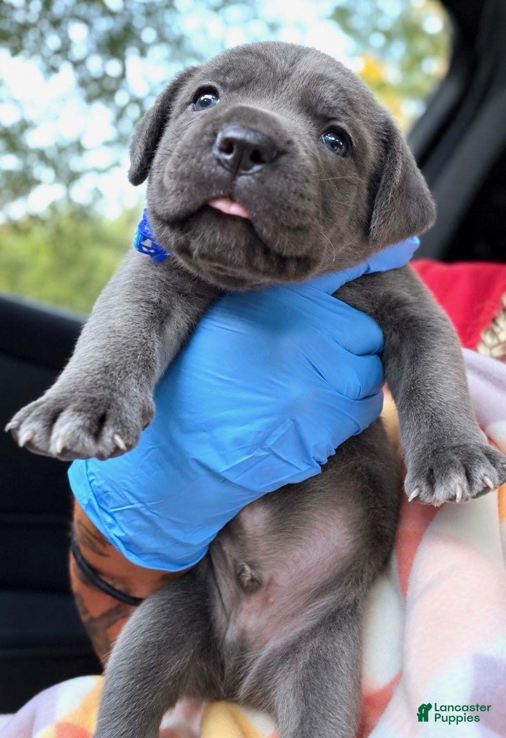 Cane Corso dogs Milan - Ad 2