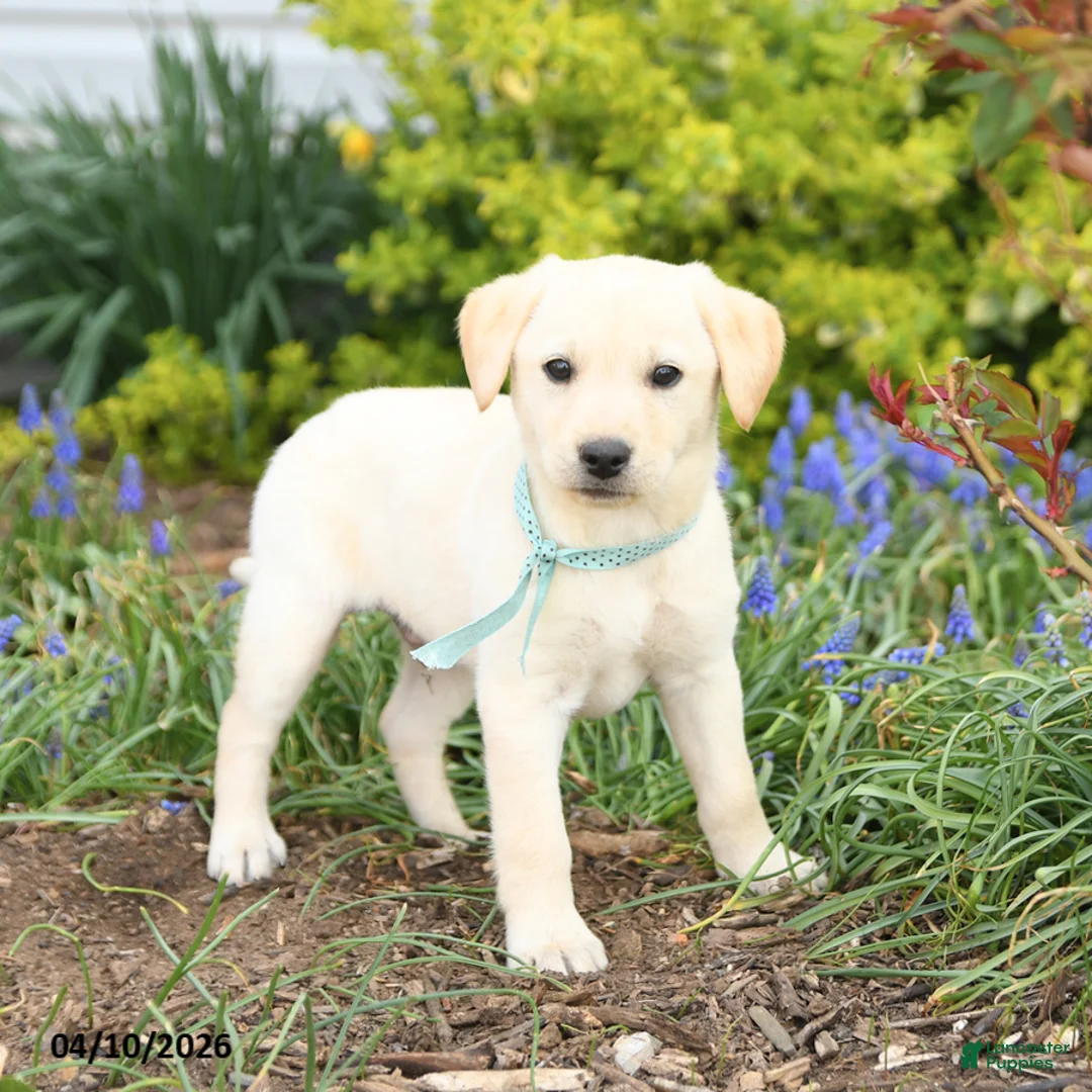 Mixed Breed dogs for sale: Canyon - Ad 3