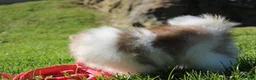 Pomeranian dogs for sale: Bentley AKC - Ad 3