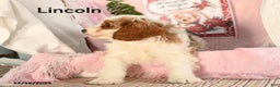Cavapoo dogs for sale: Lincoln - Ad 2