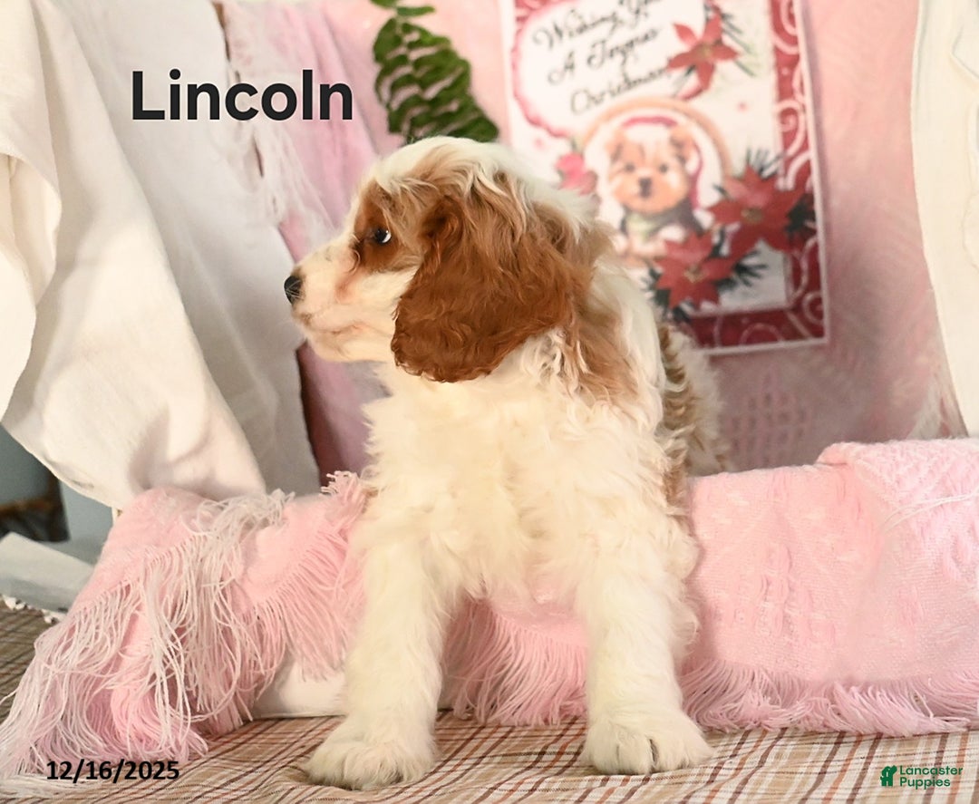 Cavapoo dogs for sale: Lincoln - Ad 2