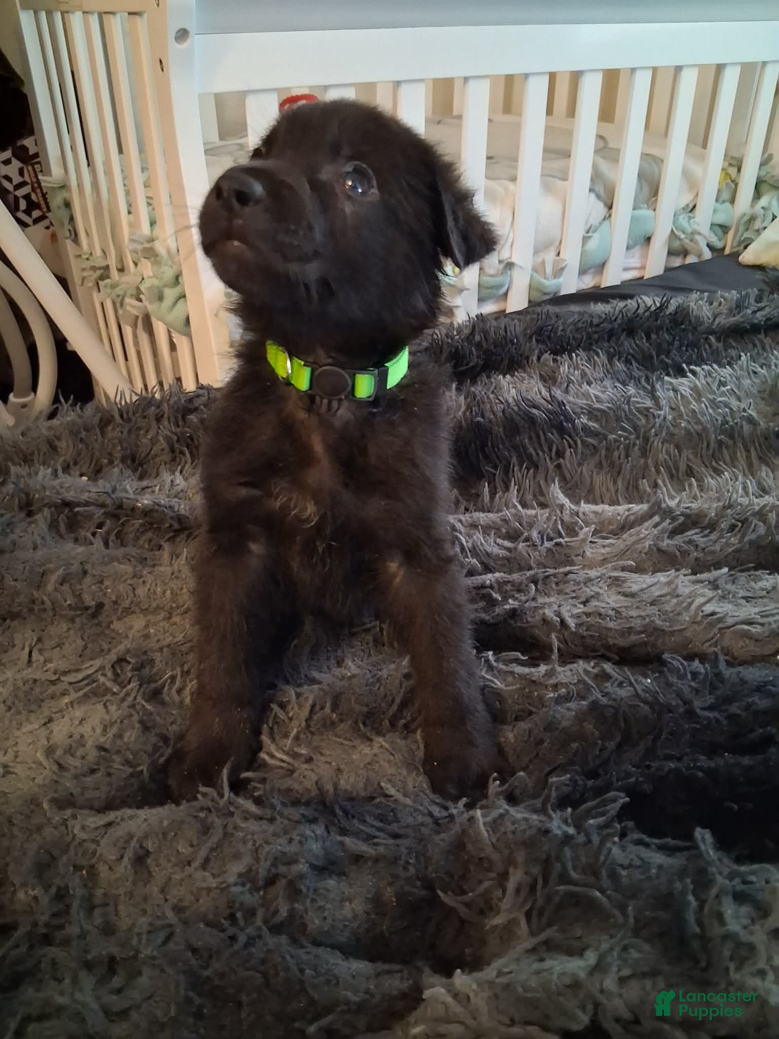 German Shepherd dogs Ottis 💚 - Ad 17