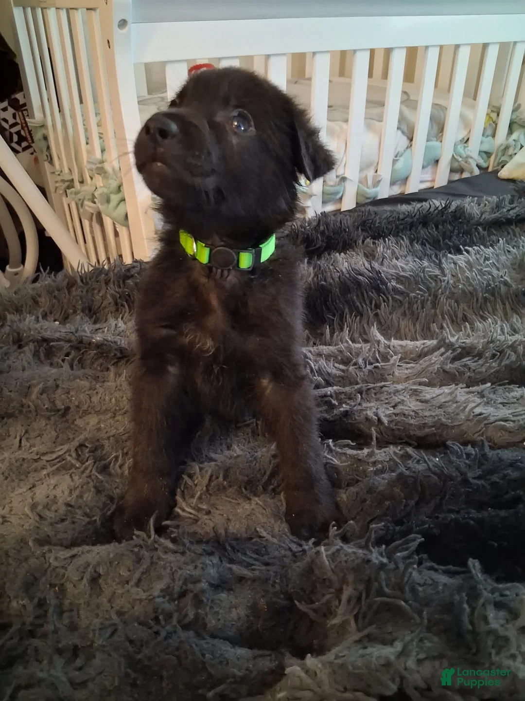 German Shepherd dogs for sale: Ottis 💚 - Ad 1