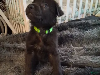 German Shepherd dogs Ottis 💚 - Ad 17