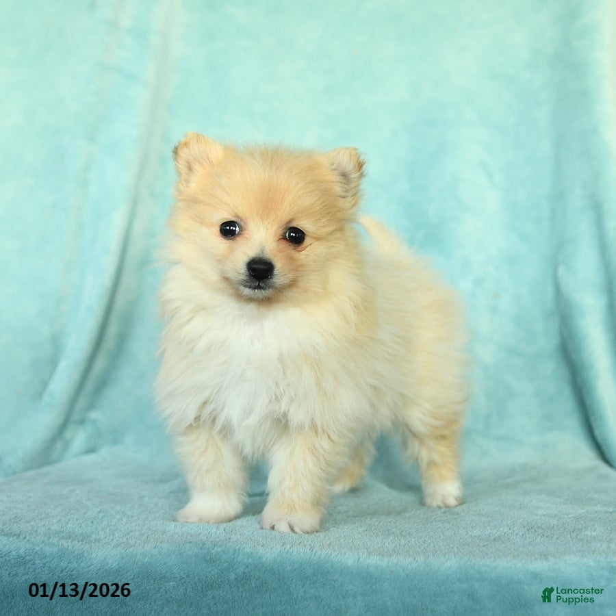 Pomeranian dogs Daisy - Ad 37