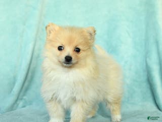 Pomeranian dogs for sale: Daisy - Ad 3