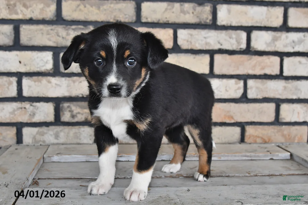 Mixed Breed dogs for sale: Charlotte - Ad 3