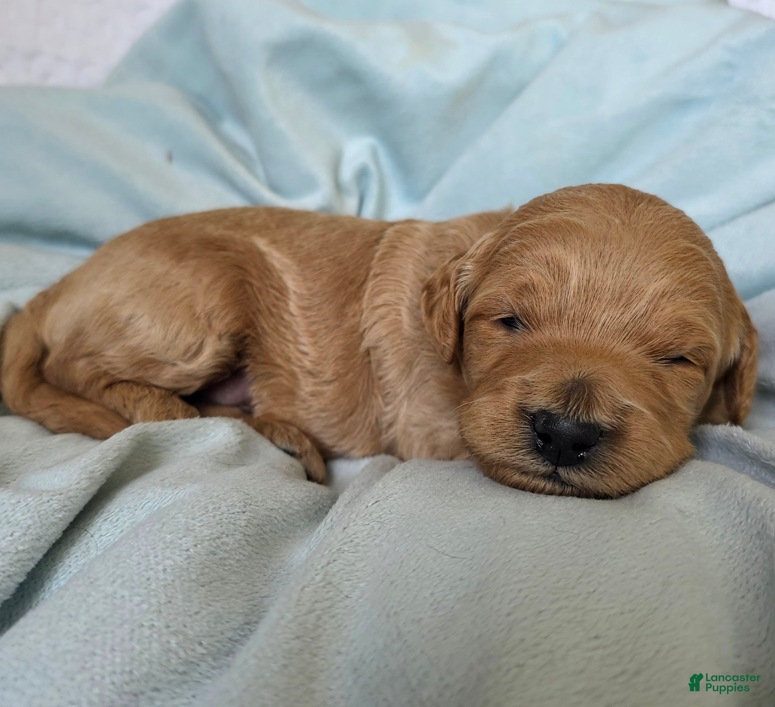 Mini Goldendoodle dogs Oak - Ad 2