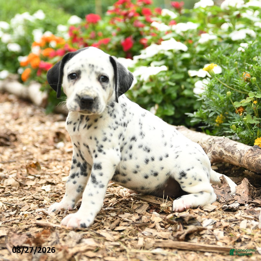Dalmatian dogs Olive  - Ad 2
