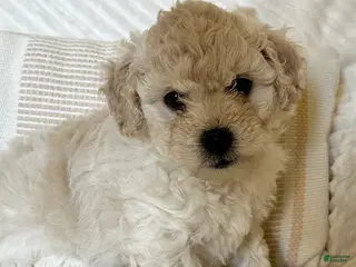 Mixed Breed dogs Leo - Ad 23