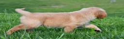 Golden Retriever dogs for sale: Lilly - Ad 5