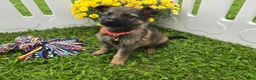 German Shepherd dogs for sale: German Shepherd 3 - Ad 3
