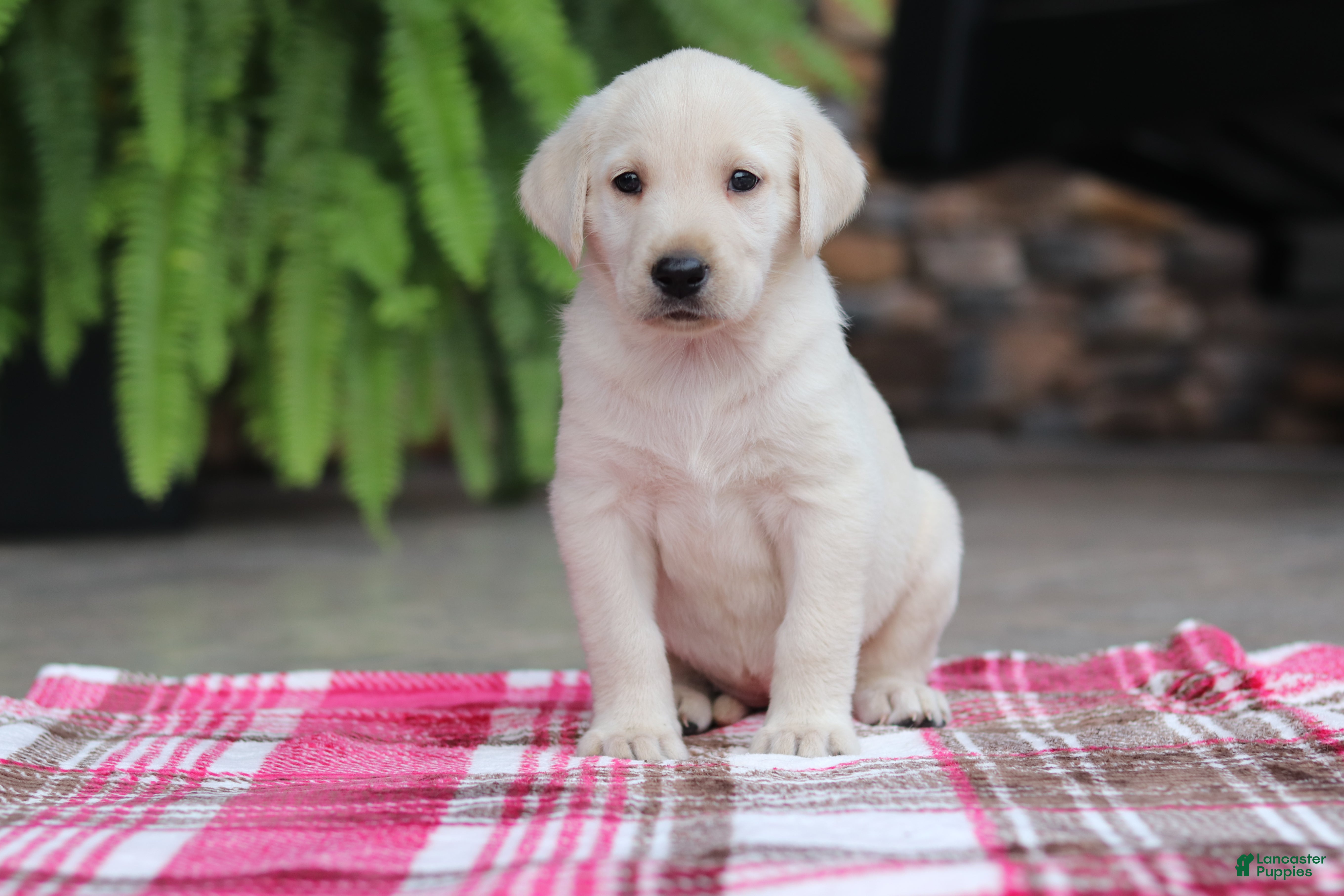 Labrador Retriever dogs Peggy - Ad 1