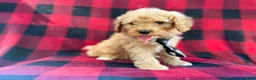 Cavapoo dogs for sale: Dexter - Ad 8