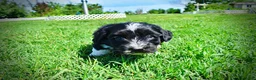 Havapoo dogs for sale: Taz - Ad 6