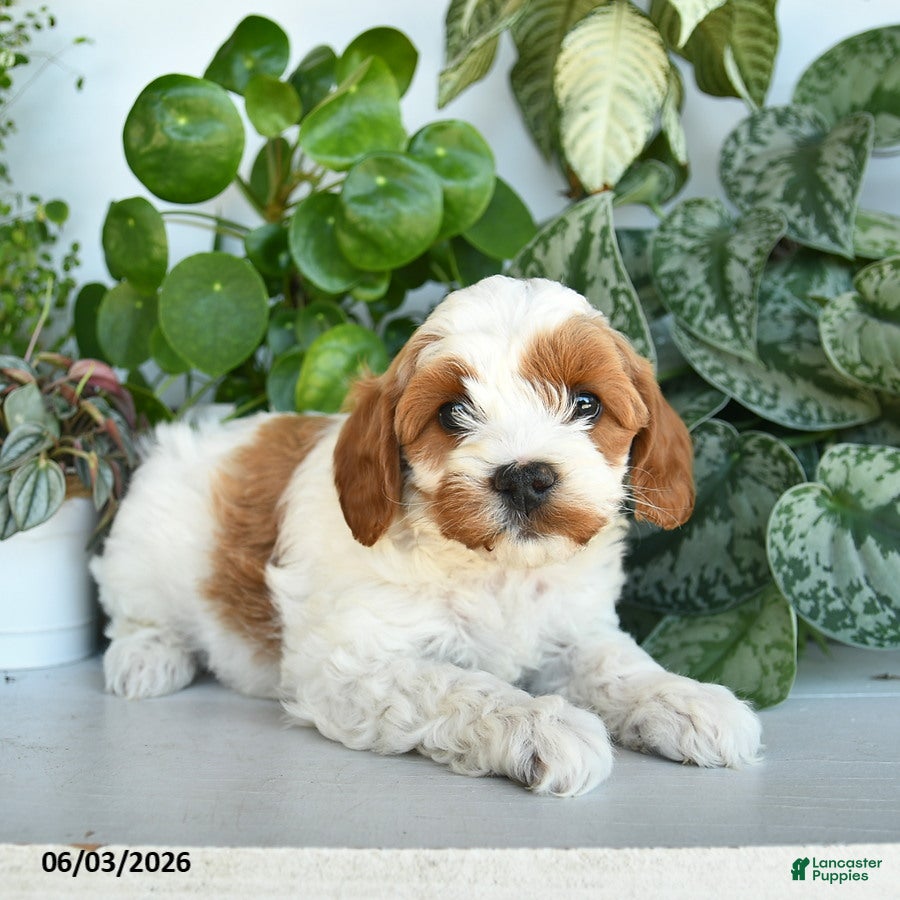 Cavapoo dogs for sale: Lincoln  - Ad 3