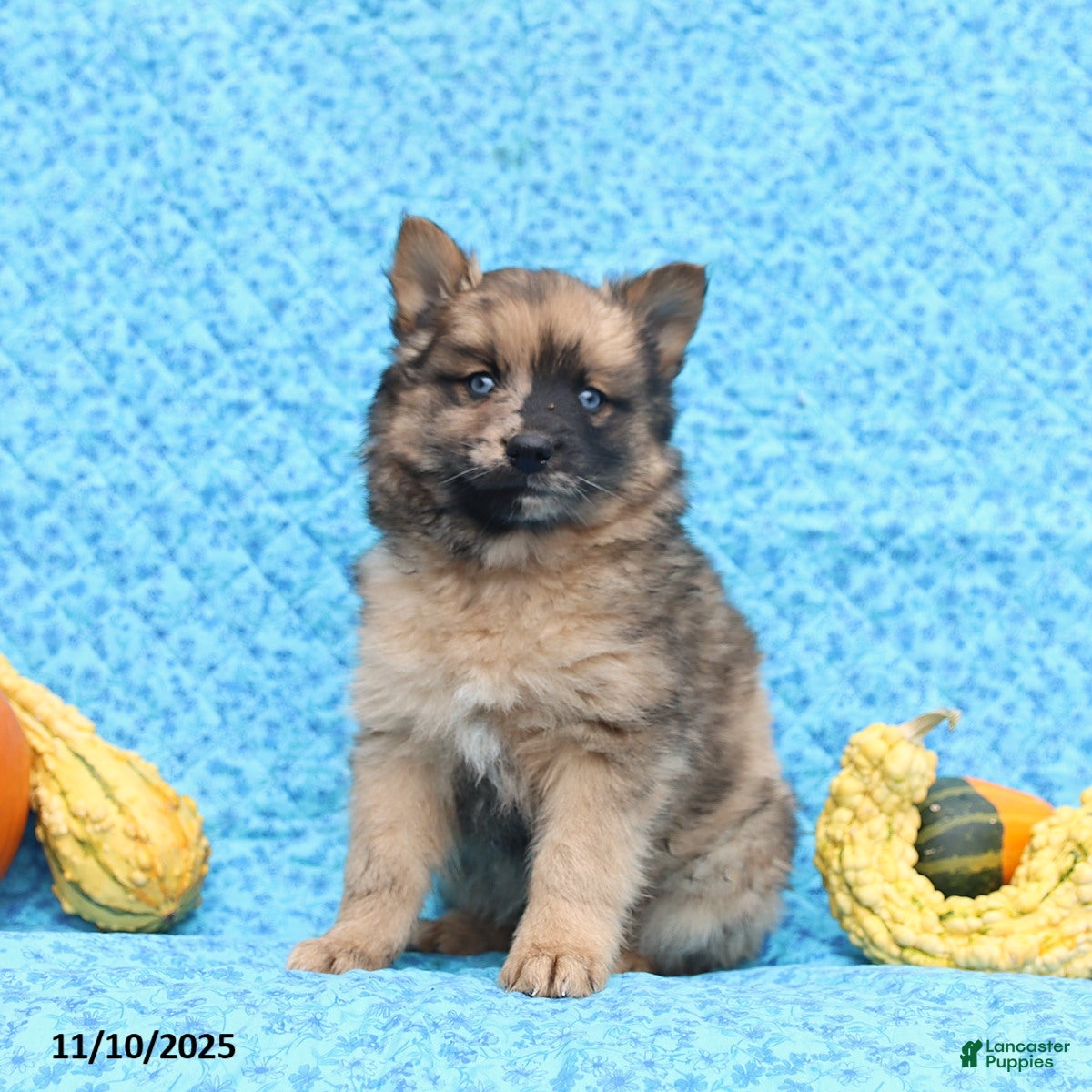 Pomsky dogs Mochi - Ad 14