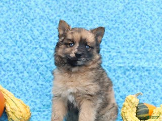 Pomsky dogs Mochi - Ad 1