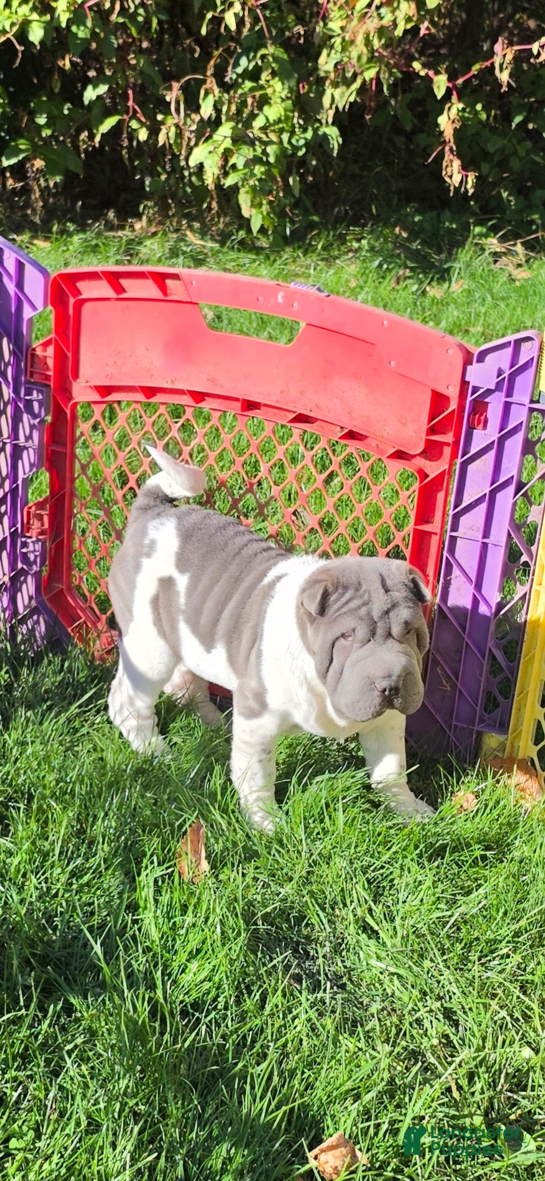 Shar Pei dogs for sale: Blue boy  - Ad 2