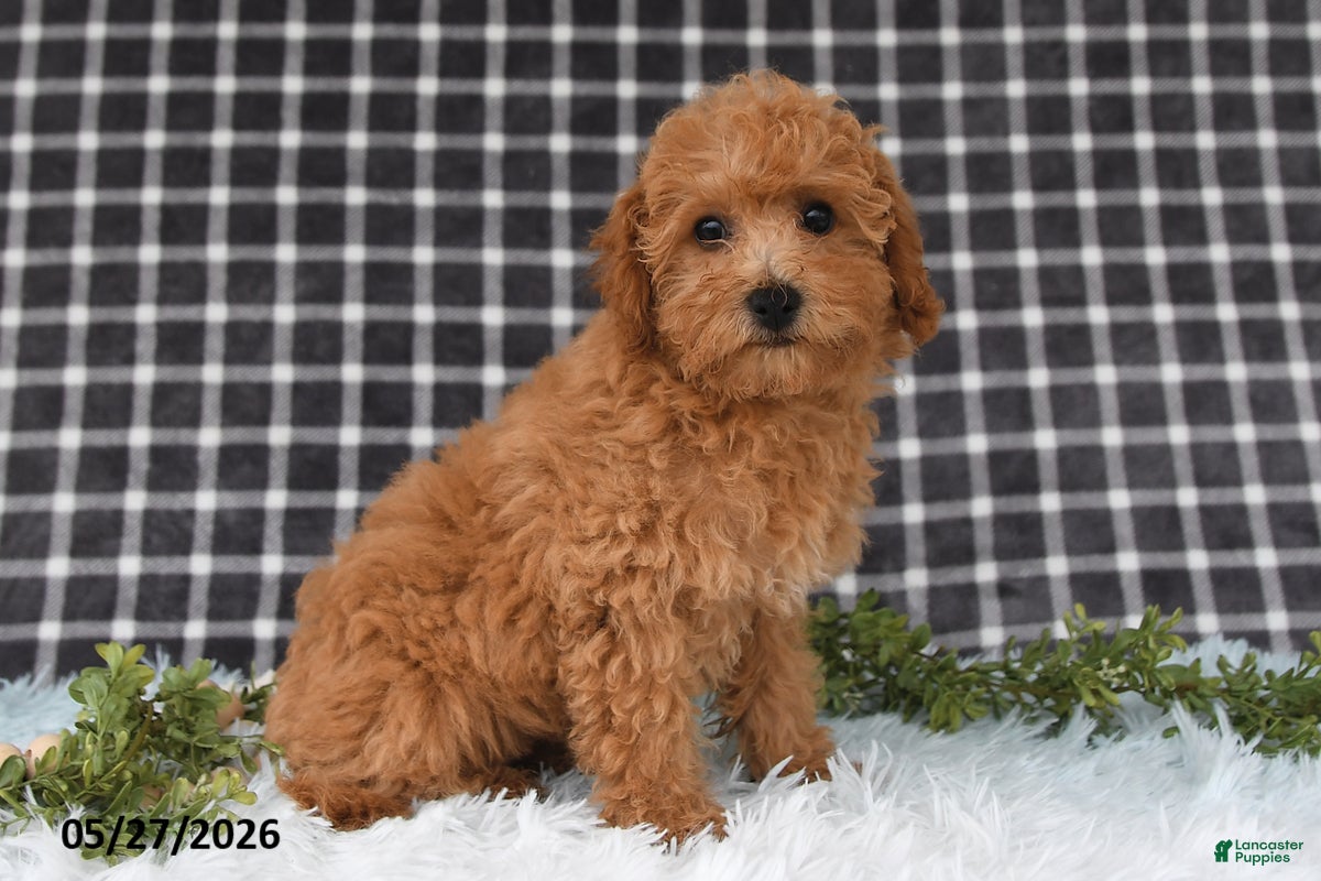 Bichpoo dogs Franci - Ad 2