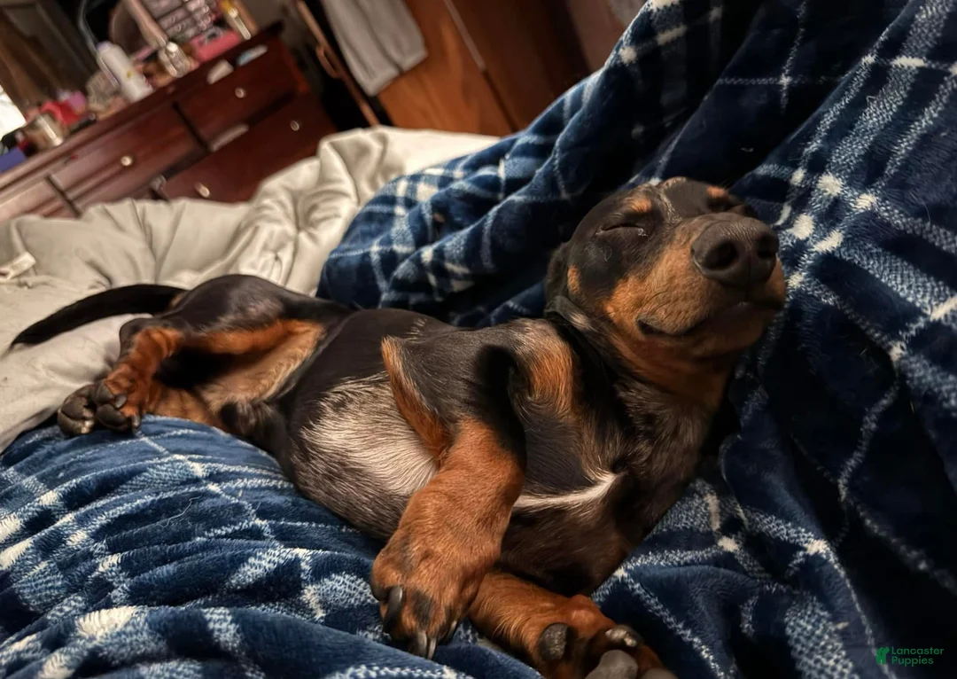 Miniature Dachshund dogs for stud: Norman’s litter - Ad 1