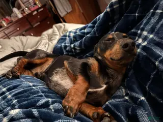 Miniature Dachshund dogs Norman’s litter - Ad 2