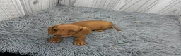 Miniature Dachshund dogs for sale: Cleo - Ad 2