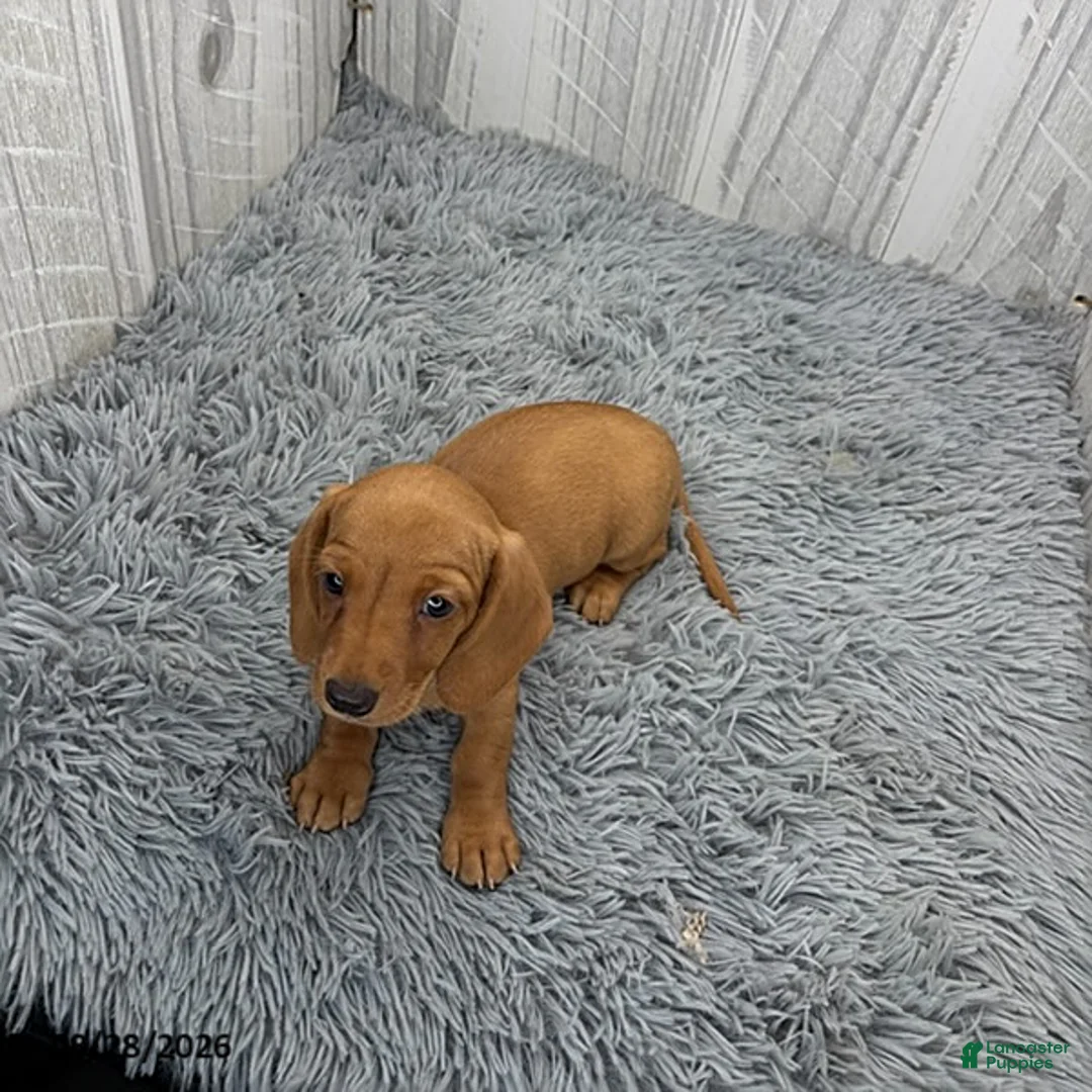 Miniature Dachshund dogs for sale: Cleo - Ad 2
