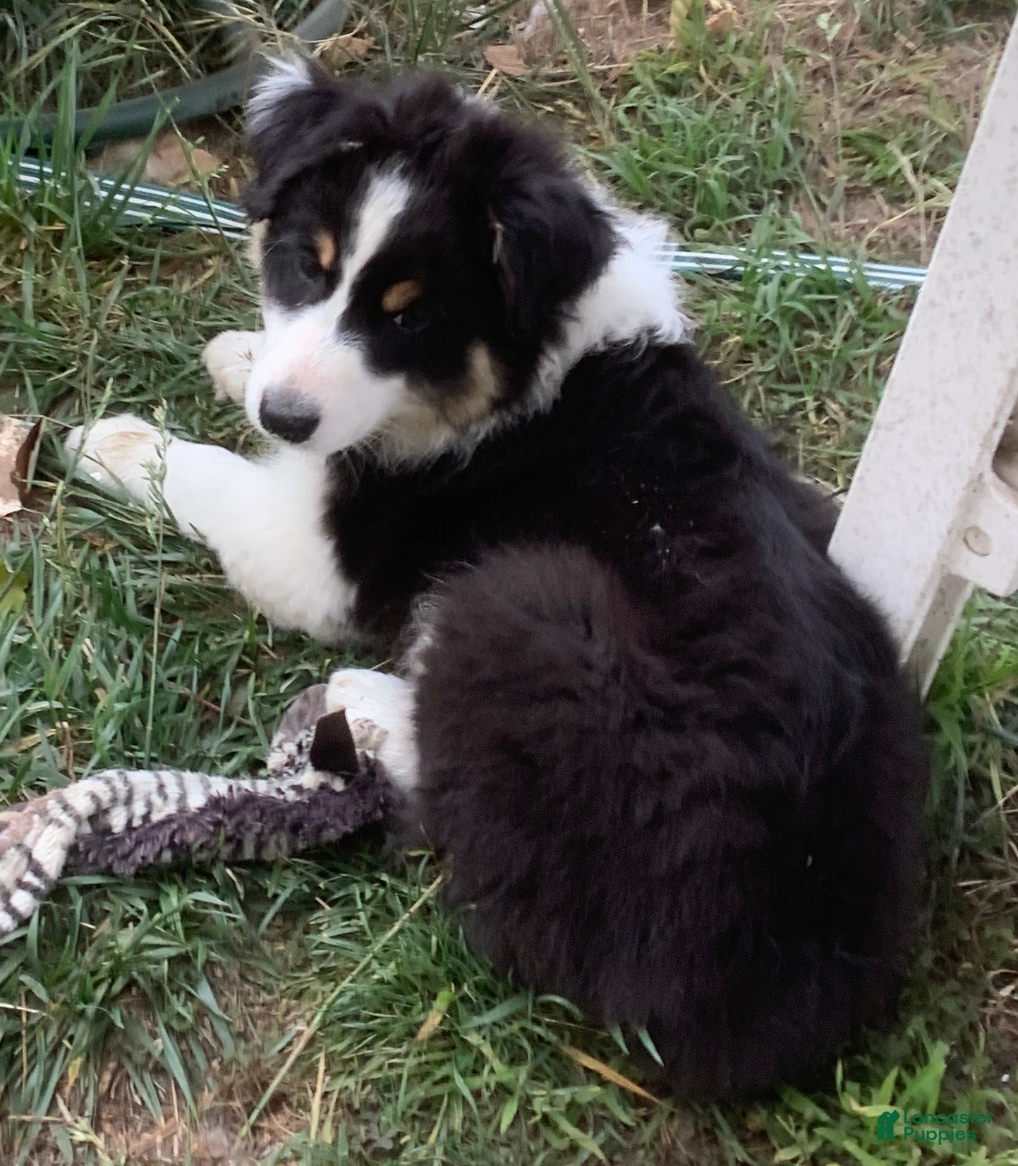 Australian Shepherd dogs Australian Shepherd Puppy 7 - Ad 12