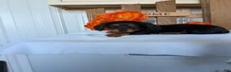 Miniature Dachshund dogs for sale: Miniature Dachshund Puppy 4 - Ad 2