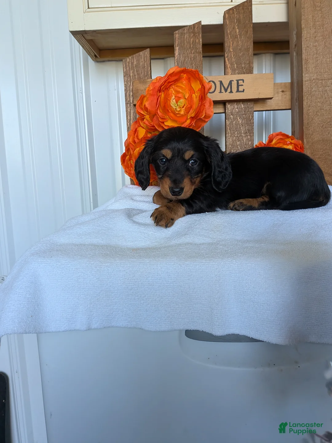Miniature Dachshund dogs for sale: Miniature Dachshund Puppy 4 - Ad 2