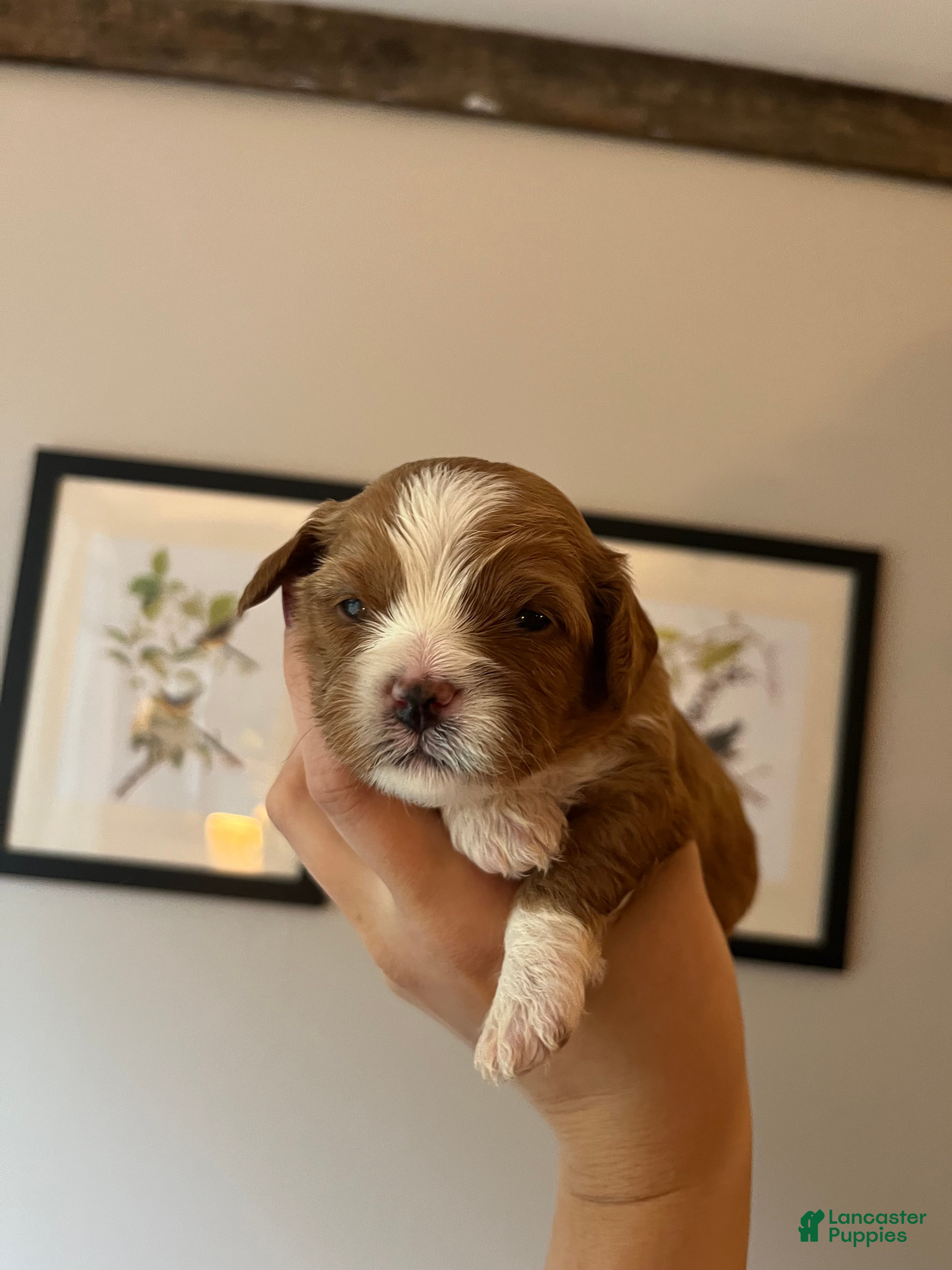 Cavapoo dogs Pecan - Ad 20