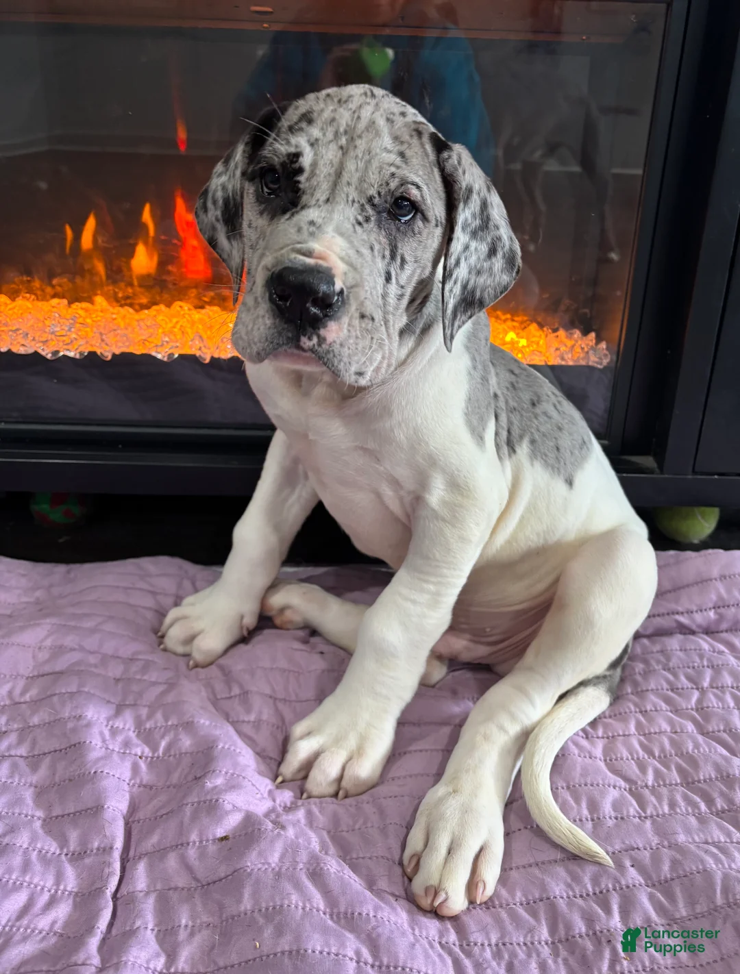 Great Dane dogs for sale: Kronk - Ad 1