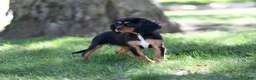 Cavalier King Charles Spaniel dogs for sale: Nova - Ad 2